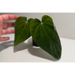 Anthurium (dressleri RG x carlablackiae 'Amanda') x BVEP 'Round'
