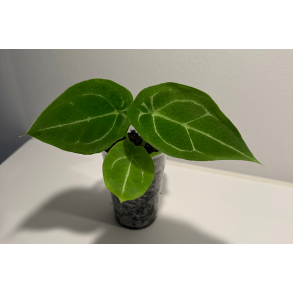Anthurium forgetii 