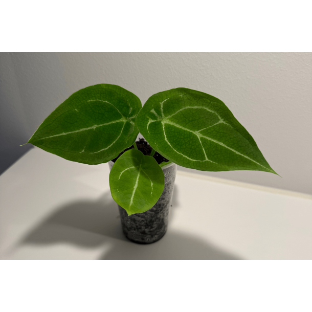Anthurium forgetii 