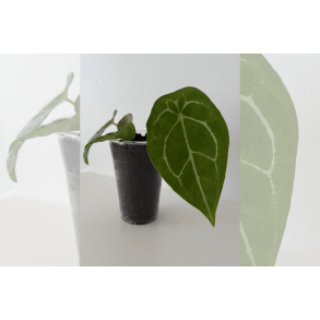 Anthurium forgetii 