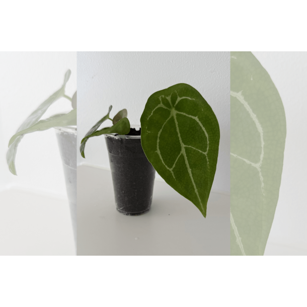 Anthurium forgetii 