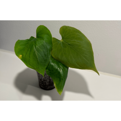 Anthurium kunayalense 'PM5' x 'PM3'