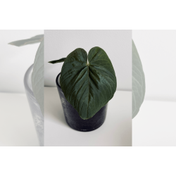 Anthurium kunayalense 'PM5' x 'PM3'