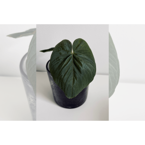 Anthurium kunayalense 'PM5' x 'PM3'