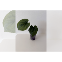 Anthurium kunayalense 'PM5' x 'PM3'