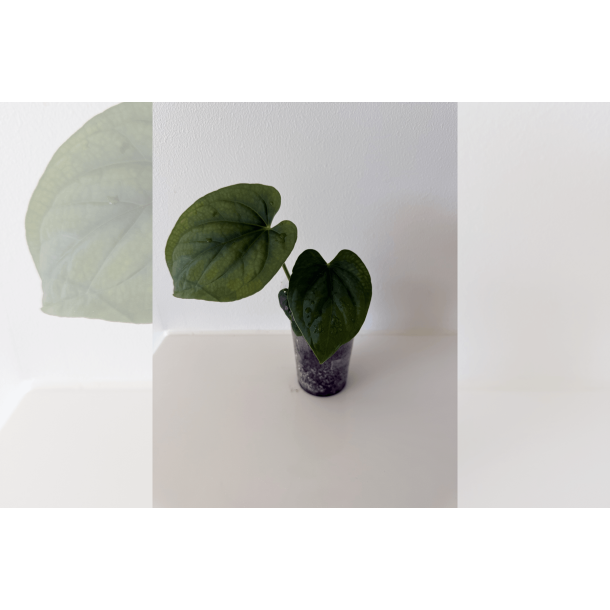 Anthurium kunayalense 'PM5' x 'PM3'