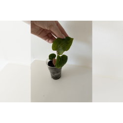 Anthurium kunayalense 'PM5' x 'PM3'