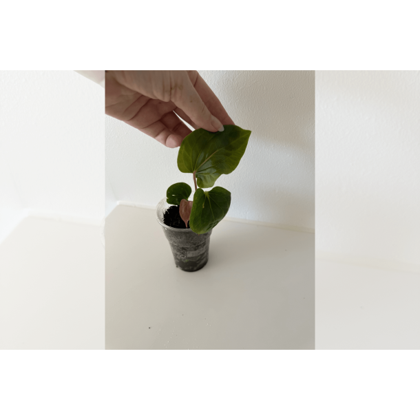 Anthurium kunayalense 'PM5' x 'PM3'
