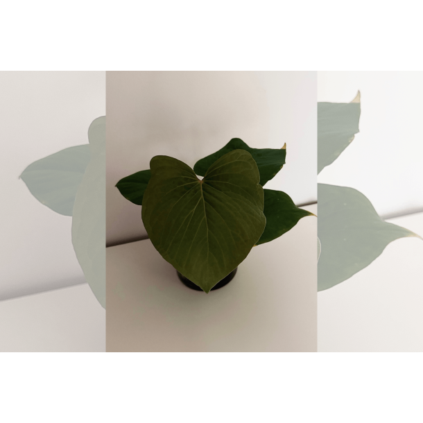 Anthurium kunayalense 'RA'