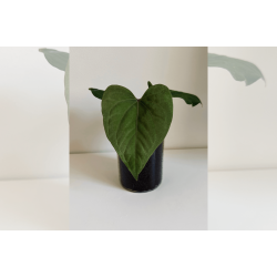 Anthurium kunayalense 'RA'