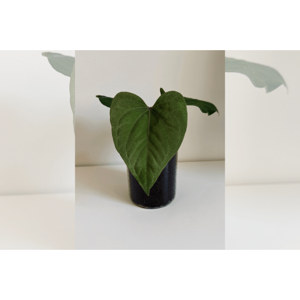 Anthurium kunayalense 'RA'
