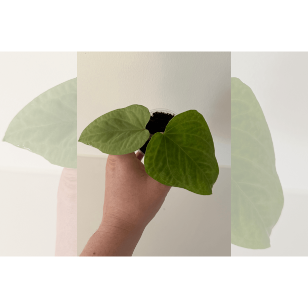 Anthurium kunayalense 'RA'