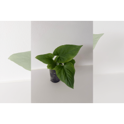 Anthurium kunayalense 'Yard'