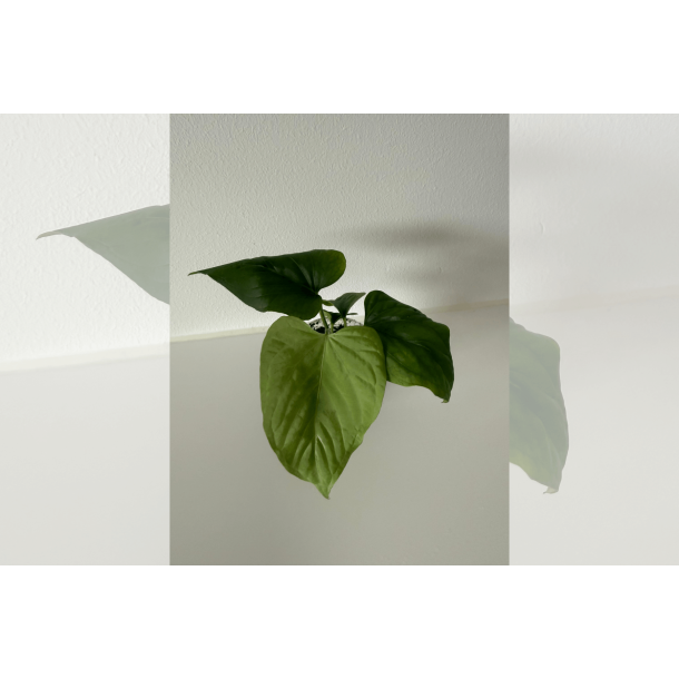 Anthurium kunayalense 'Yard'