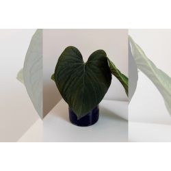 Anthurium kunayalense 'Yard'