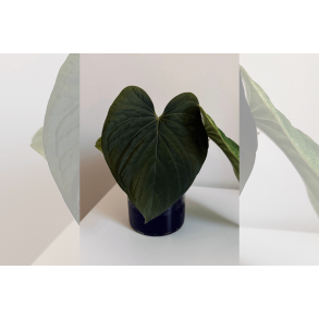 Anthurium kunayalense 'Yard'
