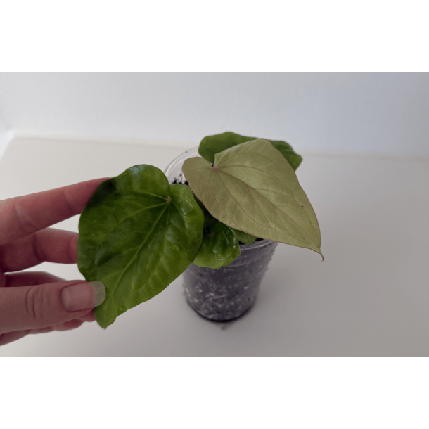 Anthurium kunayalense 'Yard'