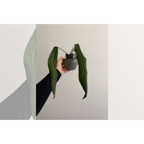 Anthurium pallidiflorum