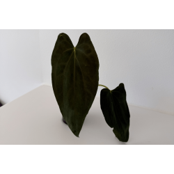 Anthurium papillilaminum 'Fort Sherman' S1
