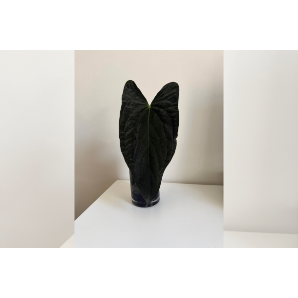 Anthurium papillilaminum 'Fort Sherman' S1