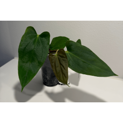 Anthurium papillilaminum 'Fort Sherman' S1