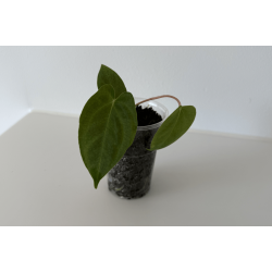 Anthurium papillilaminum 'Lily Nightshade'