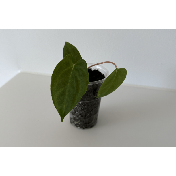 Anthurium papillilaminum 'Lily Nightshade'