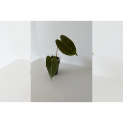 Anthurium papillilaminum 'Lily Nightshade'