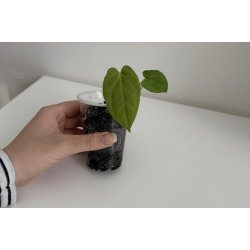 Anthurium papillilaminum 'Lily Nightshade'