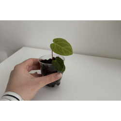 Anthurium papillilaminum 'Lily Nightshade'