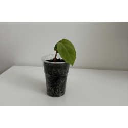 Anthurium papillilaminum 'Lily Nightshade'