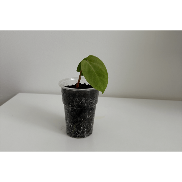 Anthurium papillilaminum 'Lily Nightshade'