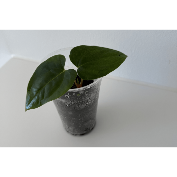Anthurium papillilaminum 'Marie'