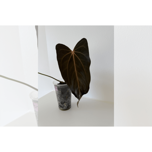 Anthurium papillilaminum 'RLFS' x carlablackiae F2