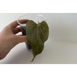 Anthurium sp. nov. 'DF'
