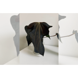 Anthurium sp. nov. 'DF'