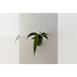 Anthurium wendlingeri (NSE)