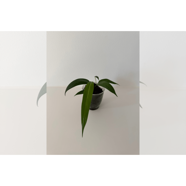 Anthurium wendlingeri (NSE)