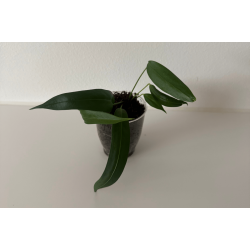 Anthurium wendlingeri (NSE)