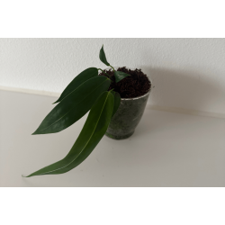 Anthurium wendlingeri (NSE)