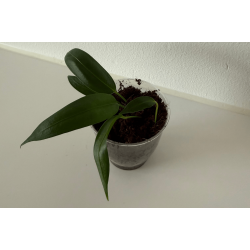 Anthurium wendlingeri (NSE)