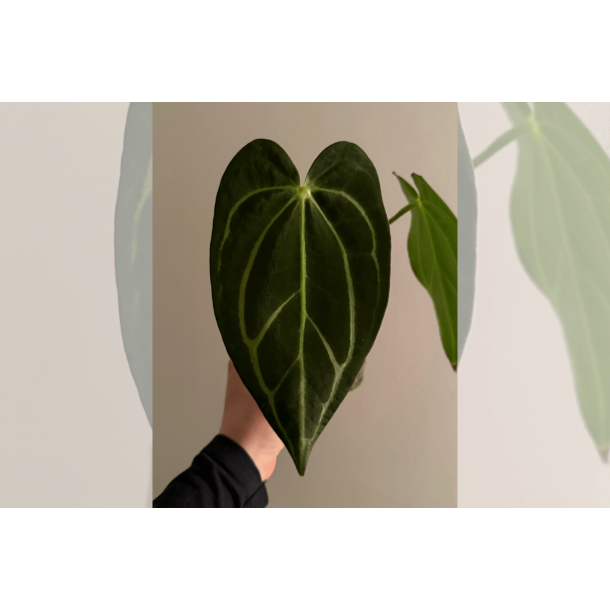 Anthurium carlablackiae 'Serenity'