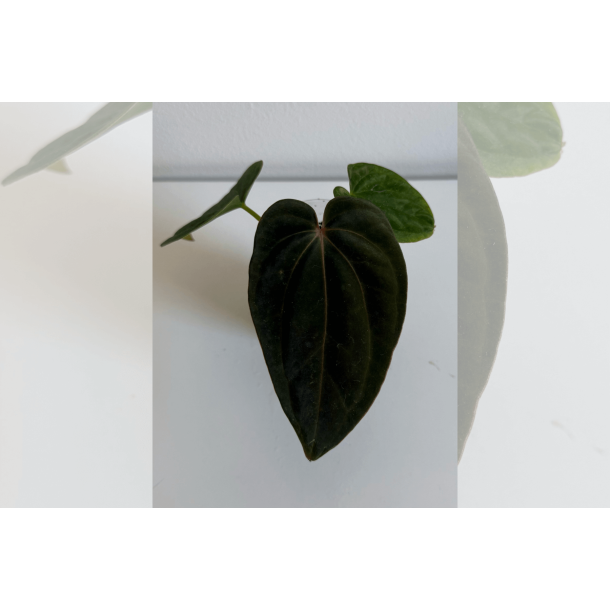 Anthurium (dressleri RG x carlablackiae 'Amanda') x BVEP 'Round'