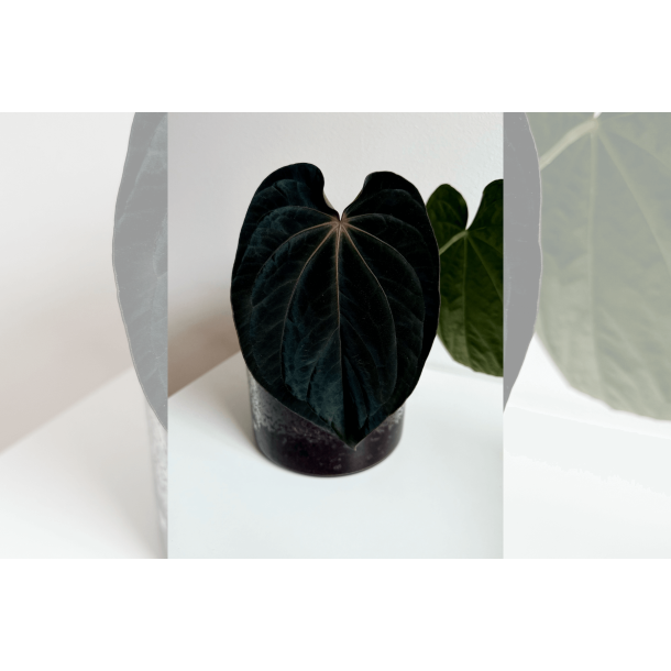 Anthurium (dressleri RG x carlablackiae 'Amanda') x BVEP 'Round'