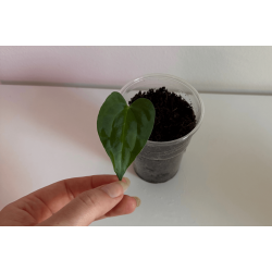 Anthurium papillilaminum 'A+'