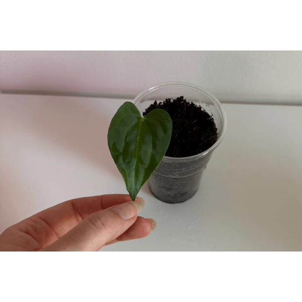 Anthurium papillilaminum 'A+'