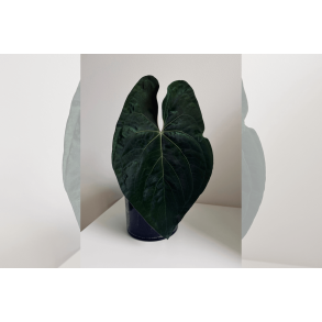 Anthurium papillilaminum 'A+'