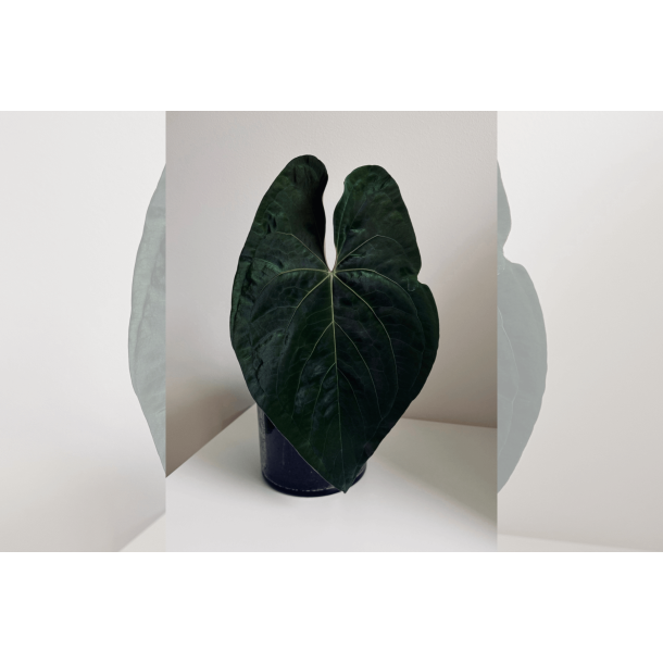 Anthurium papillilaminum 'A+'