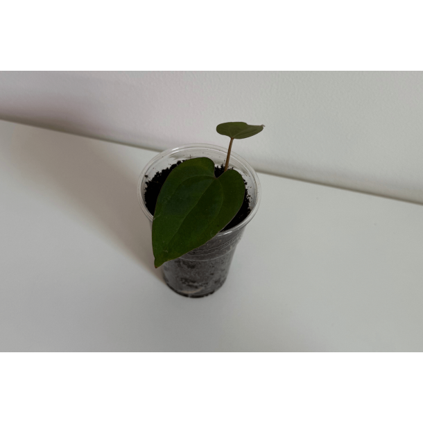 Anthurium 'Ace of Spades' (dark form)