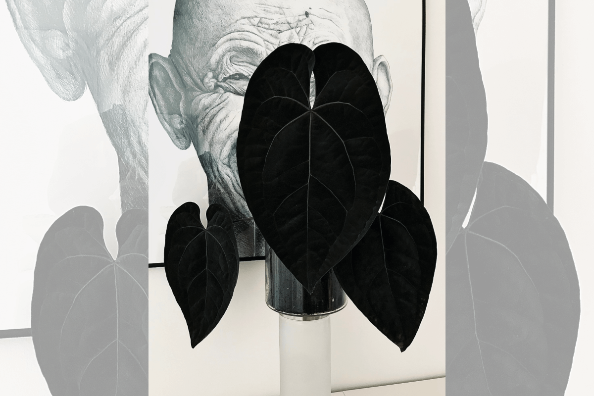 product---AOS-df.w1200.PNG